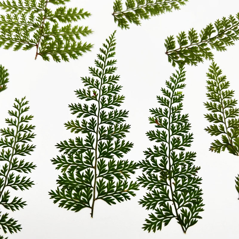 Resin Craft Ideas - 100 Peças de Folhas Naturais de