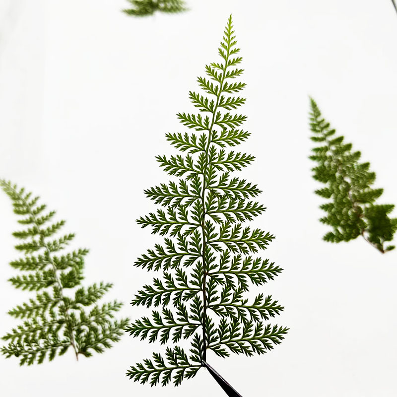 100 Peças de Folhas Naturais d - Resin Craft Ideas avaliação e preço